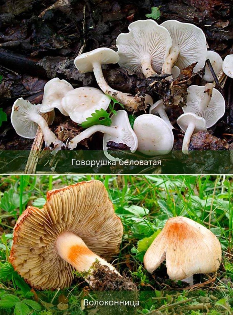 Коллибия лесолюбивая