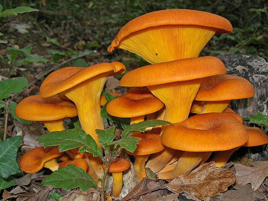 Ложноопёнок Серна жёлтый