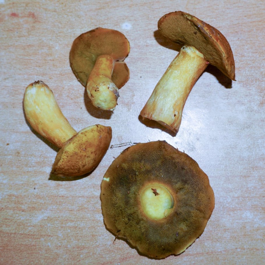 Лже маслята грибы