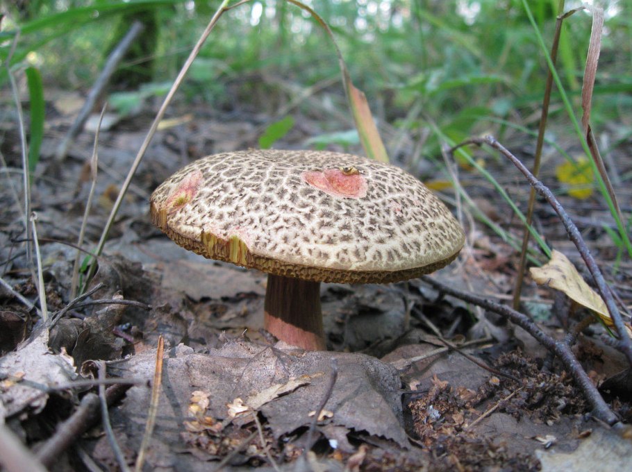 Гриб моховик пёстрый