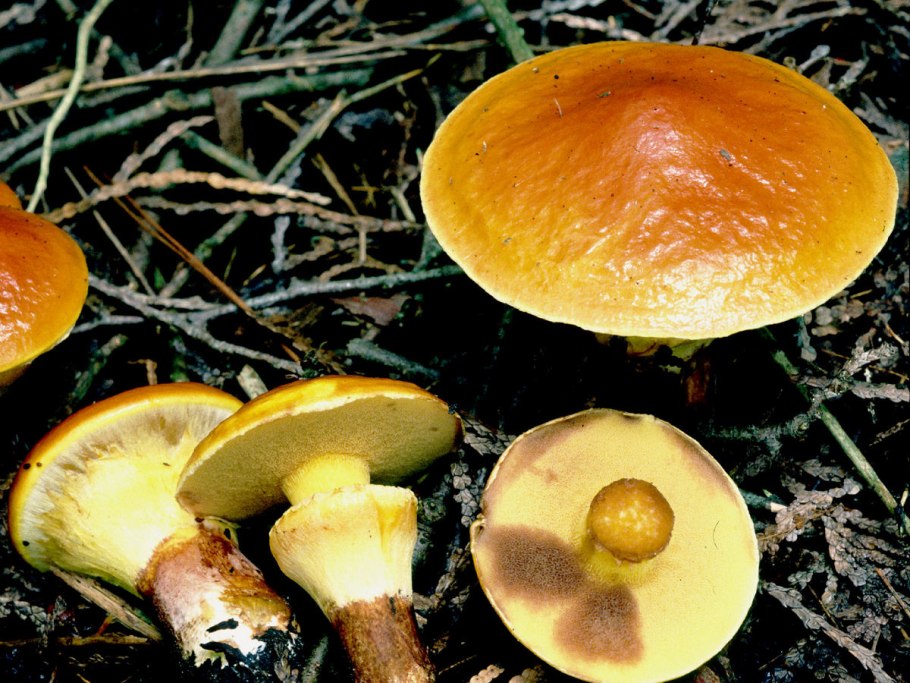 Гриб маслёнок ложный
