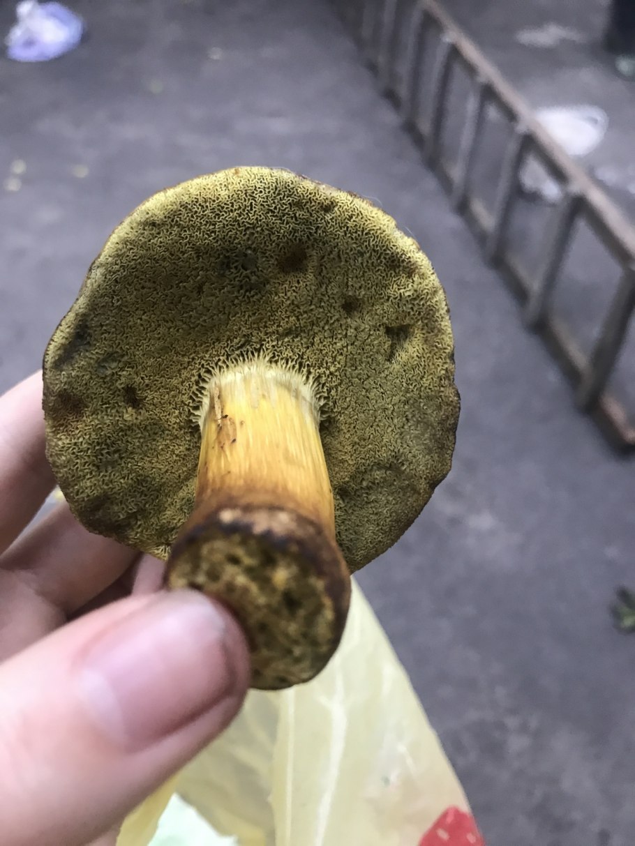 Моховик тупоспоровый