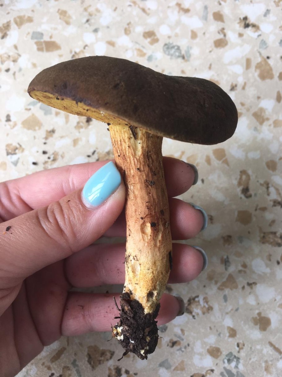 Моховик цисальпийский