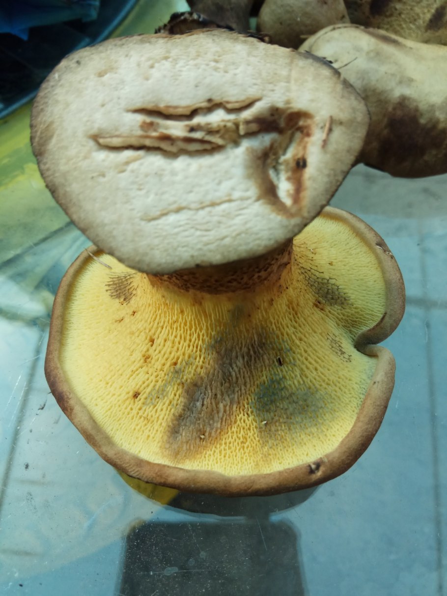 Моховик лиственничный