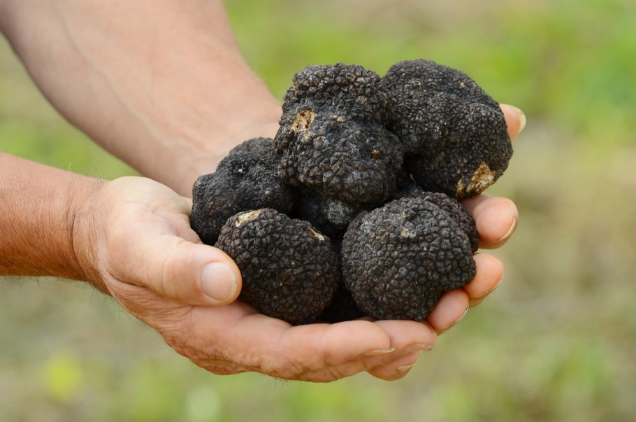Трюфель чёрный летний (Tuber aestivum).
