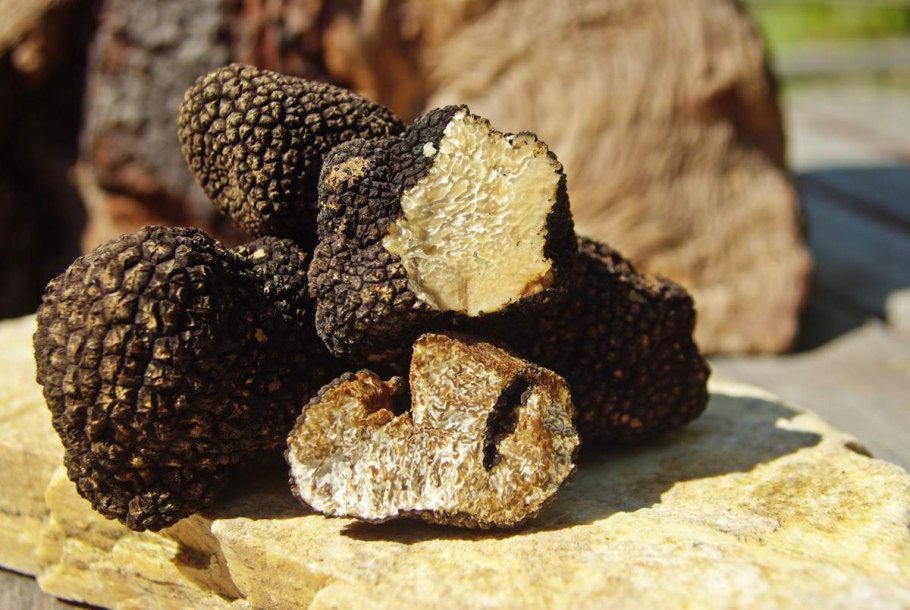 Черный перигорский трюфель