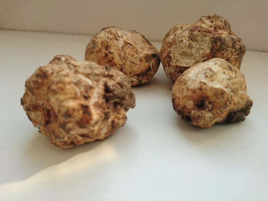 Крымский трюфель гриб