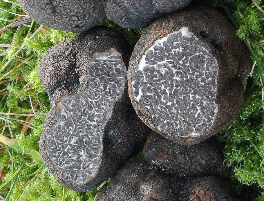 Tuber aestivum трюфель