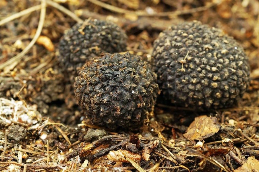 Tuber aestivum трюфель