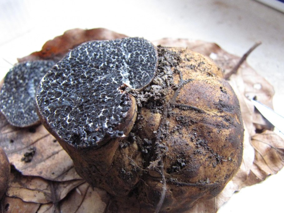 Трюфель белый (choiromyces meandriformis)