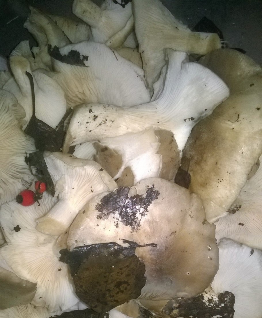 Рядовка грибы Дубовик