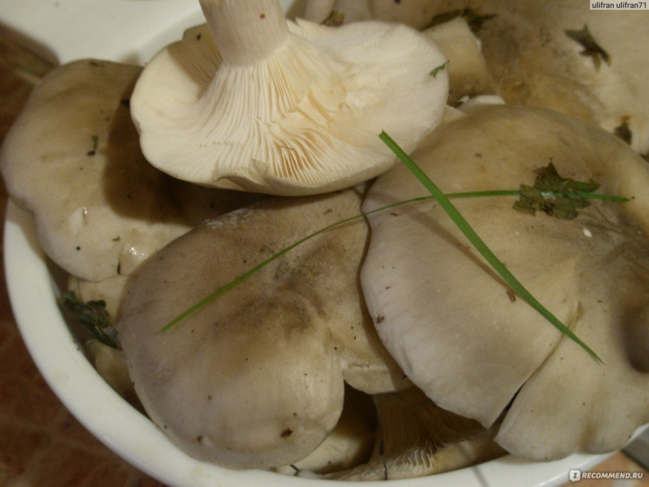 Грибы рядовки серые съедобные