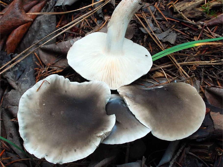 Рядовка мыльная Tricholoma saponaceum
