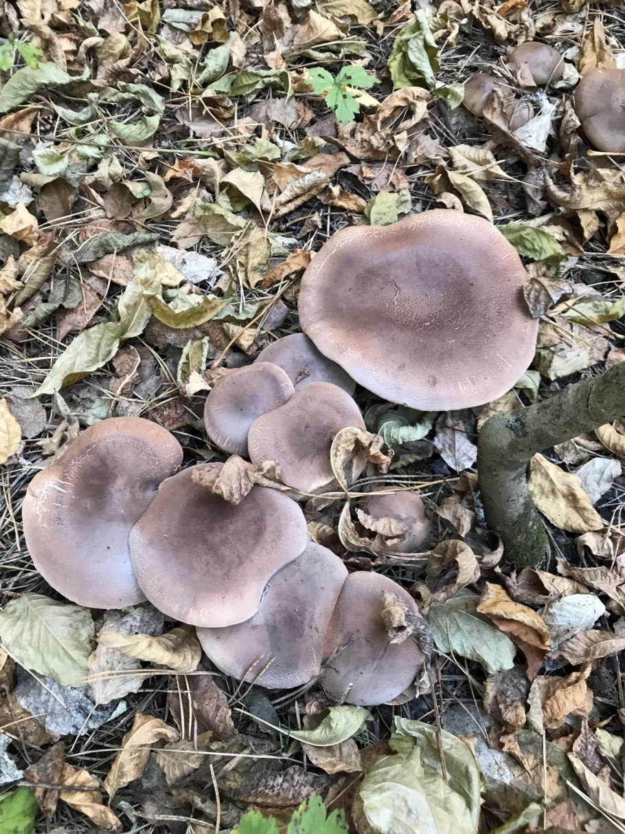 Рядовка опоясанная Tricholoma cingulatum