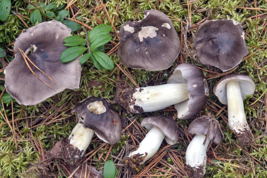 Рядовка Голубиная Tricholoma columbetta