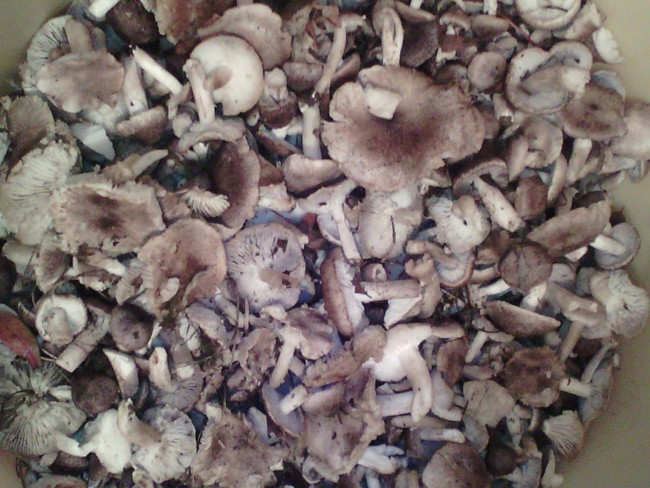 Гриб говорушка дымчатая