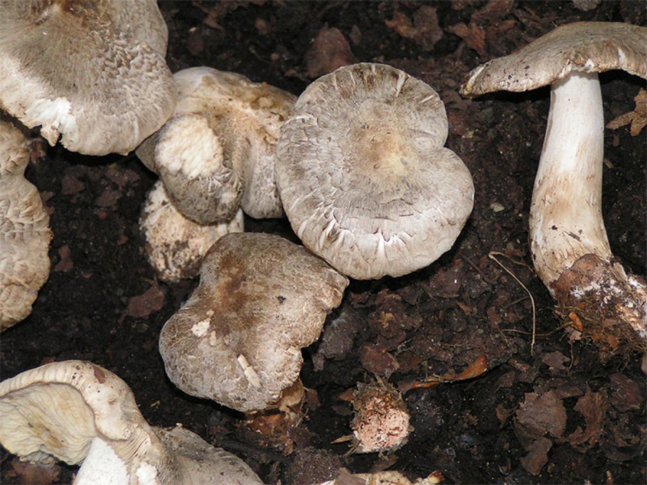 Рядовка землистая Tricholoma terreum
