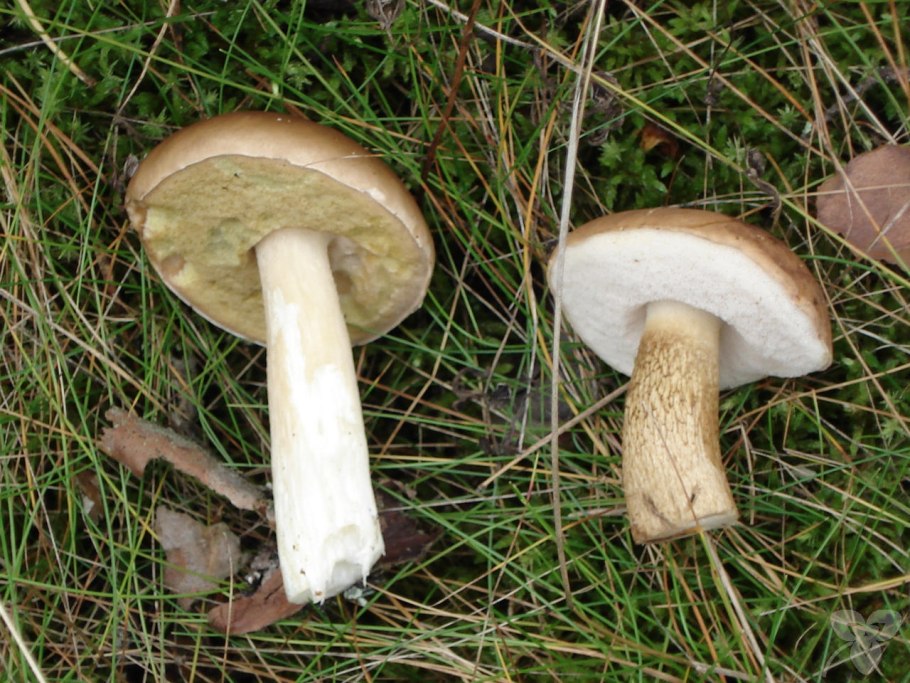 Моховик зеленый Boletus subtomentosus