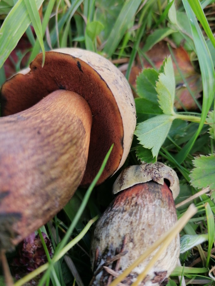 Трубковидные грибы