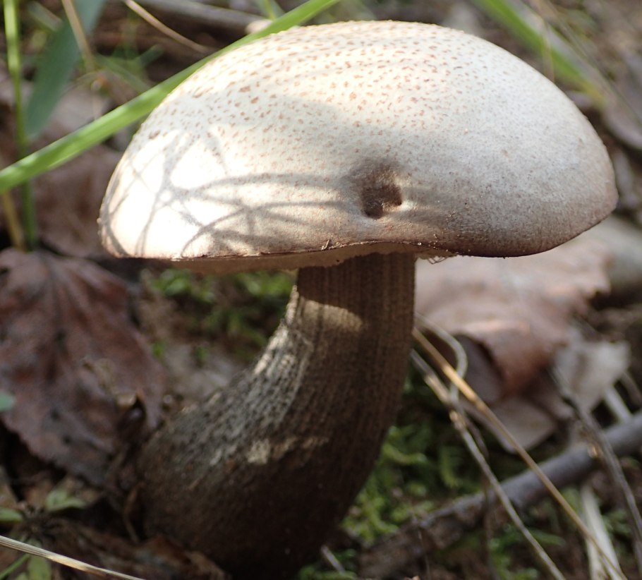 Подберёзовик жестковатый Leccinum duriusculum