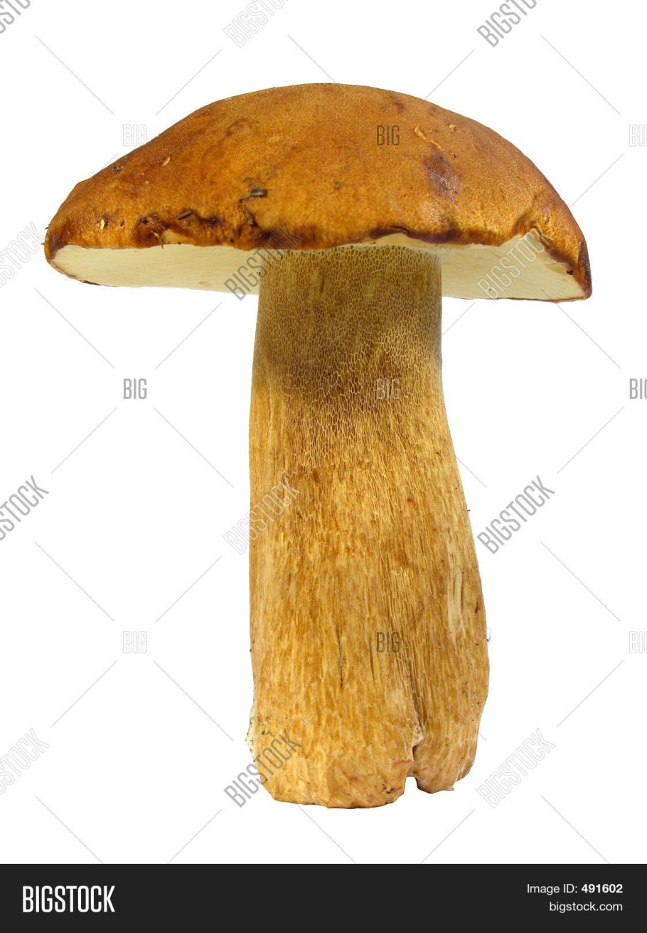 Груздь сизоватый Lactarius glaucescens
