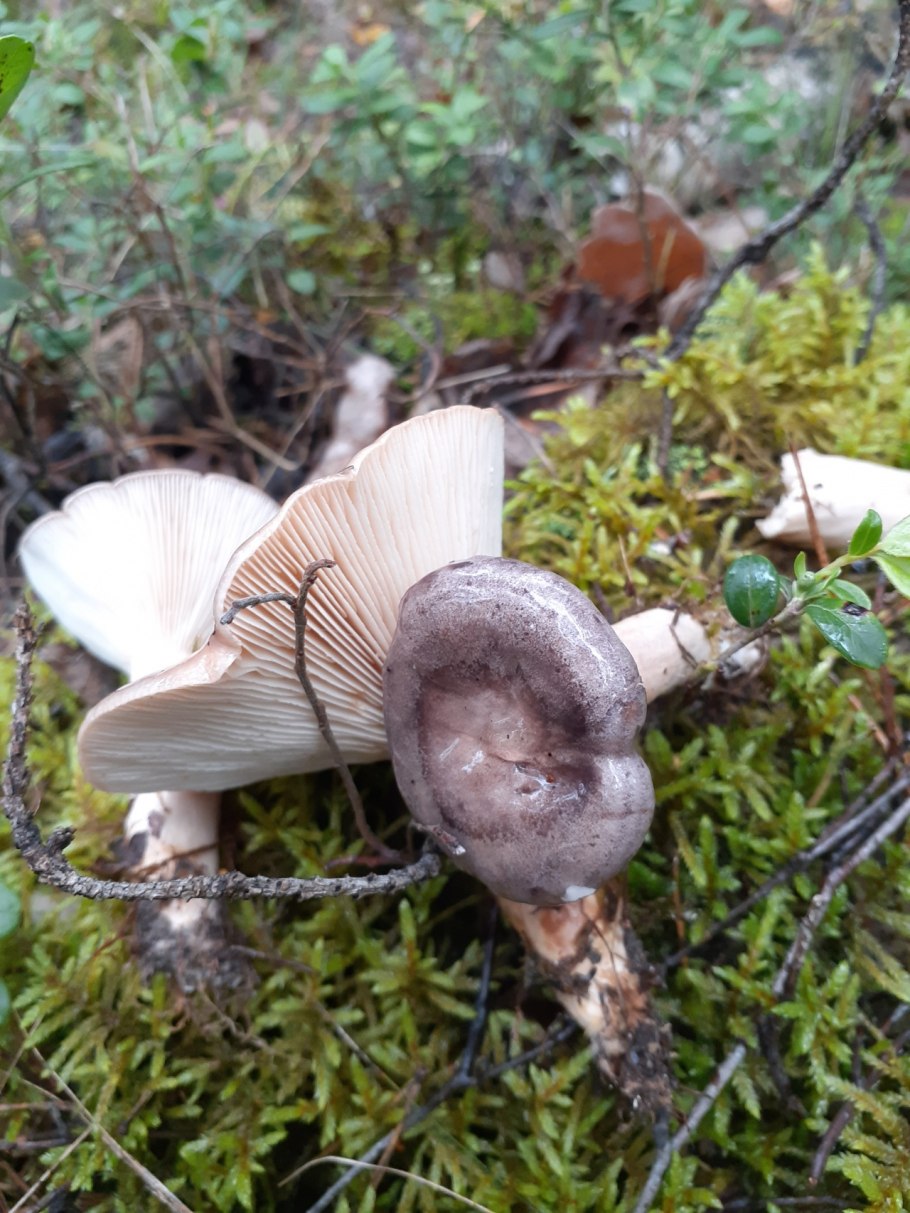 Сыроежка розовоножковая