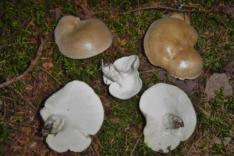 Гриб белого цвета с толстой ножкой