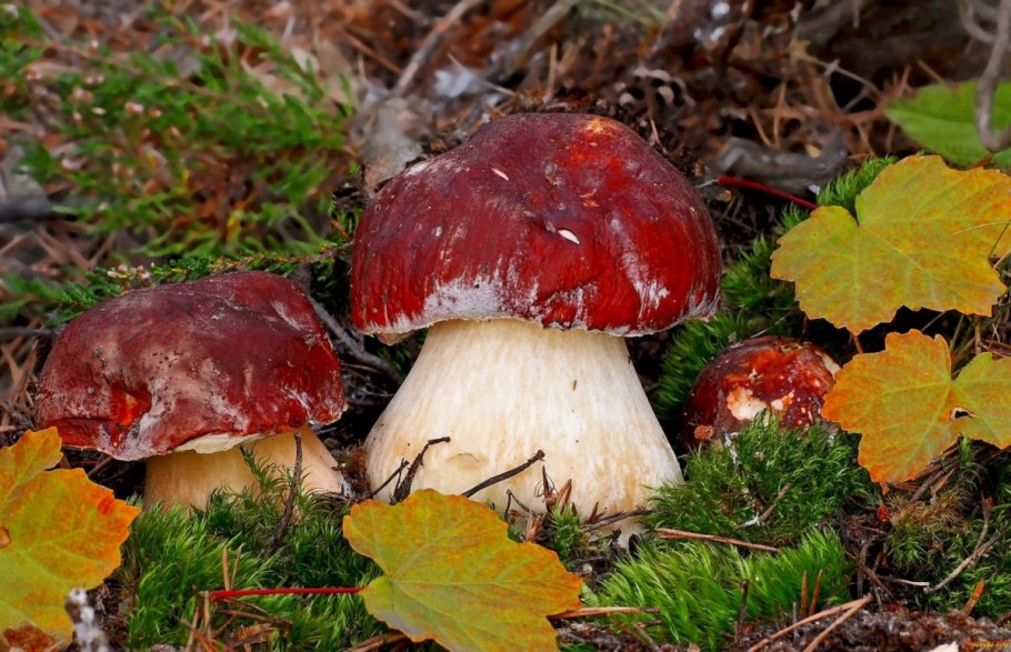 Боровик - белый гриб Боровик