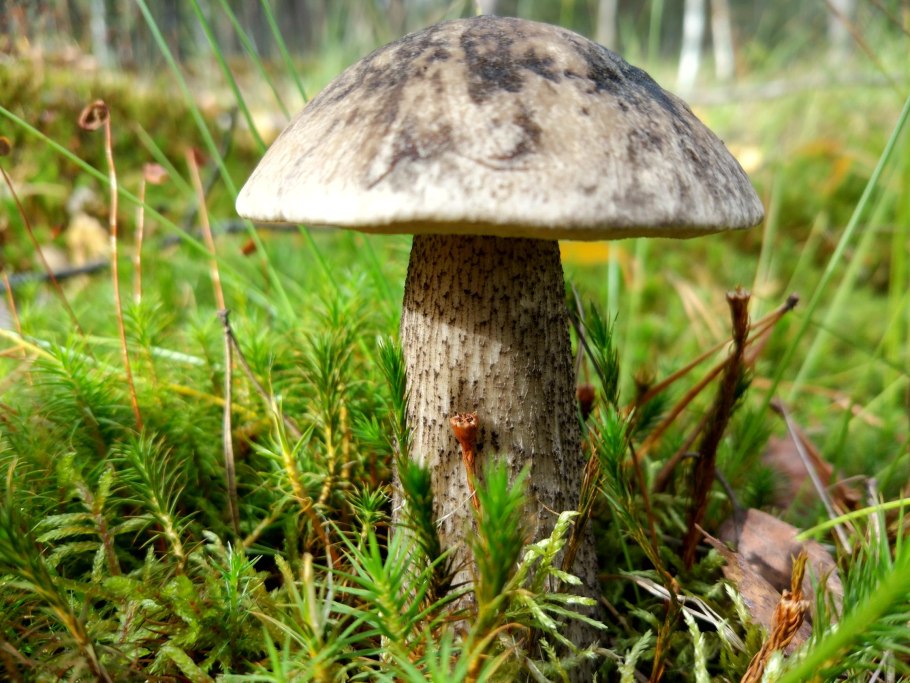 Боровик Боровик гриб