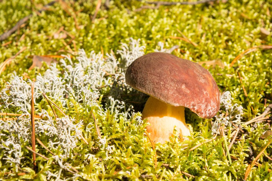 Белый гриб Boletus pinophilus