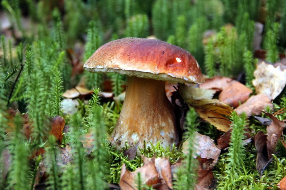 Белый гриб из лиственного леса