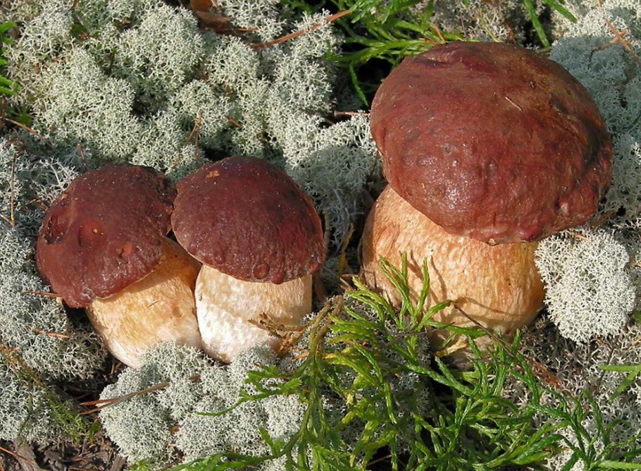 Боровой белый гриб