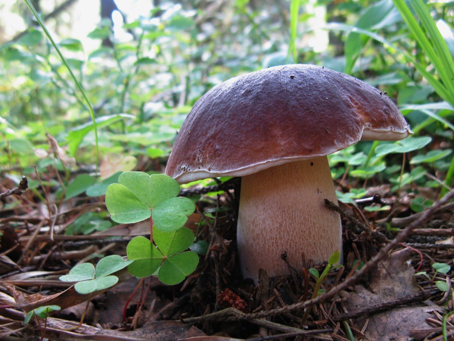 Боровик гриб съедобный