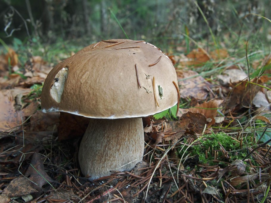 9 Грибочков