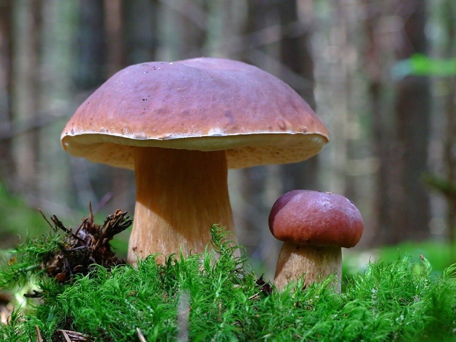 Белый гриб Сосновый Boletus pinophilus