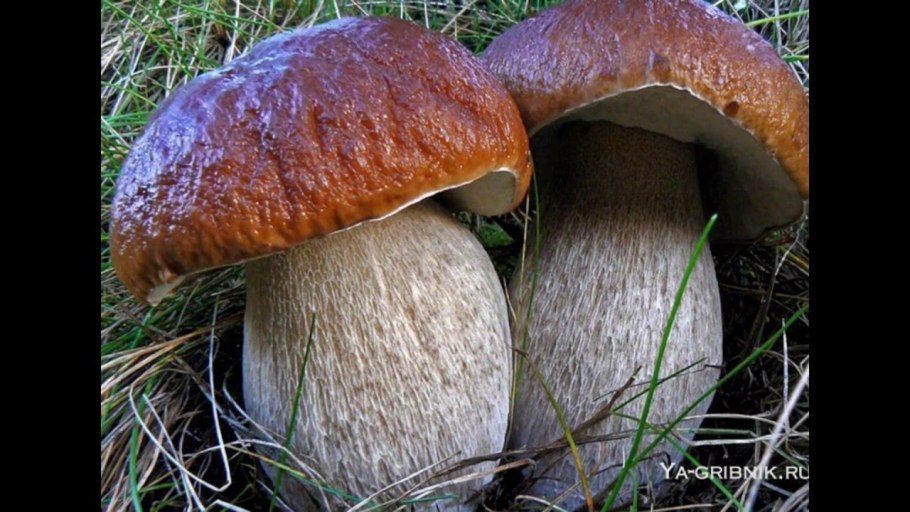 Канадский Боровик гриб