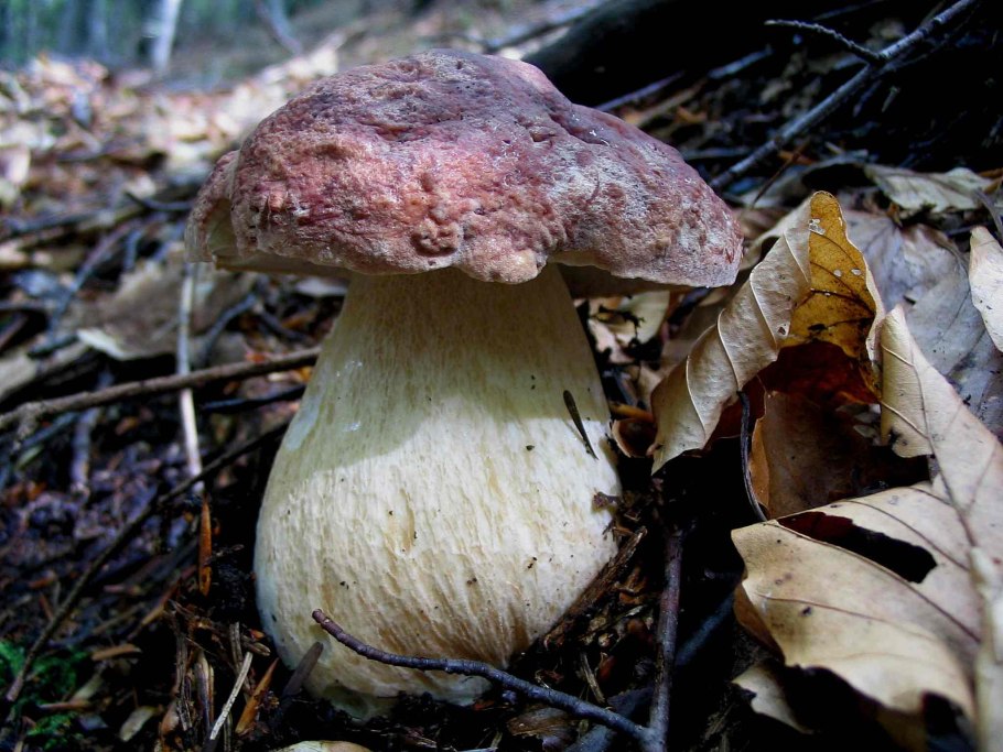 Грибы в тайге