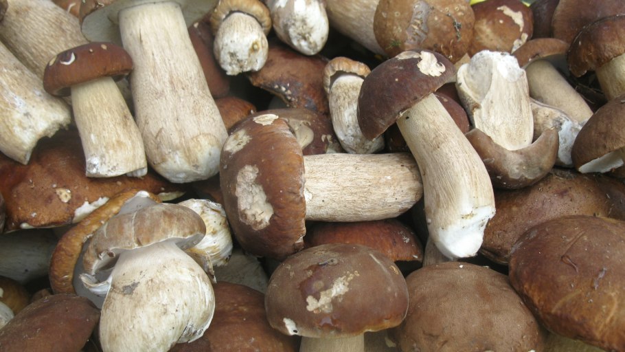 Домашний гриб