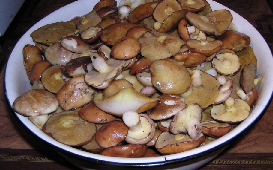Таз грибов