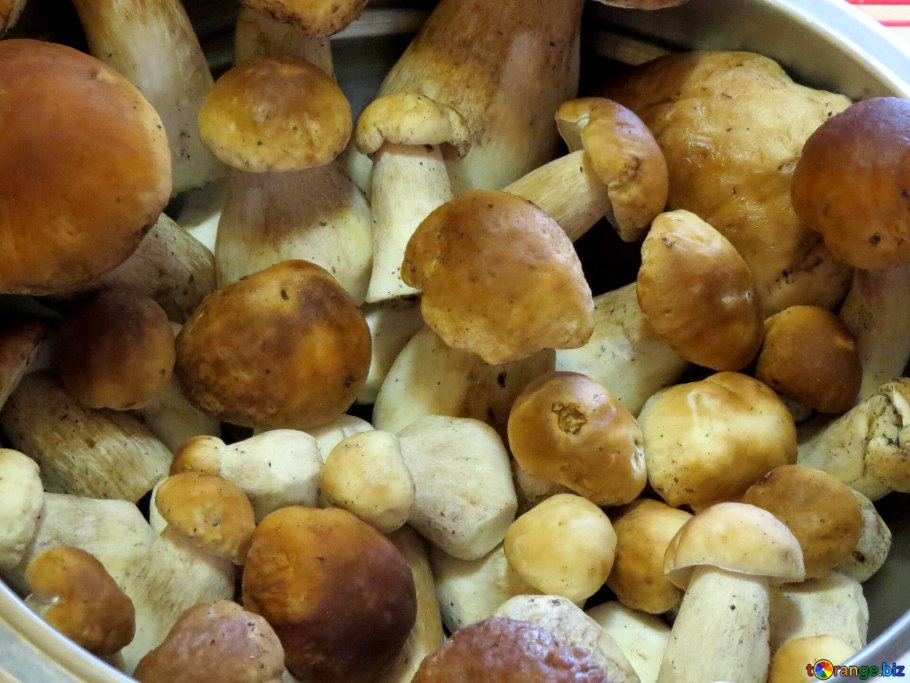 Грибное царство белые грибы