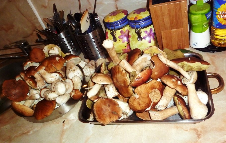 Красивые грибы