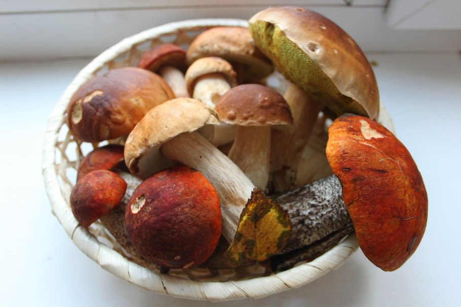 Полный кузов белых грибов