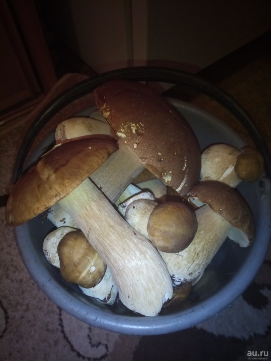 Ведро белых грибов