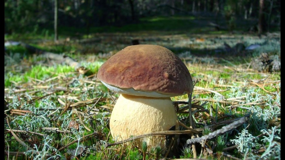 Белые грибы в ведре фото