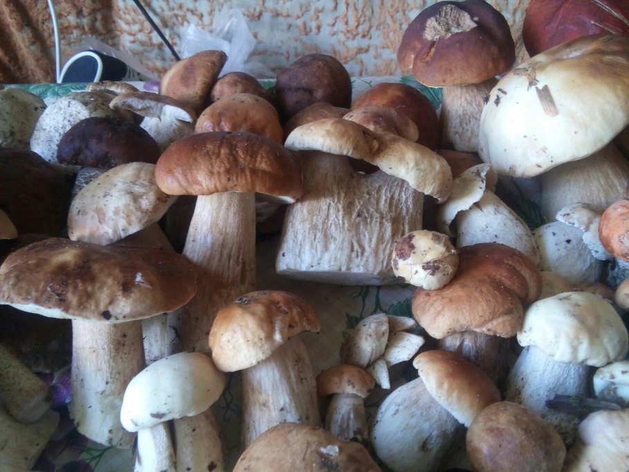 Грибы белый гриб