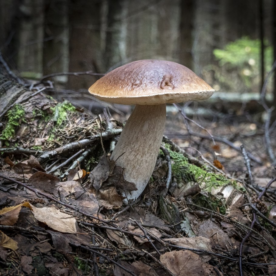 Белые грибы в ведре