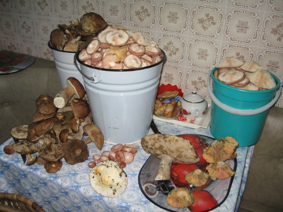 Семена белых грибов