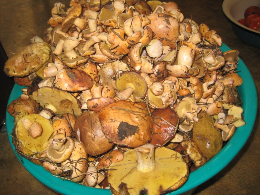 Грибы в Ленинградской области 2020