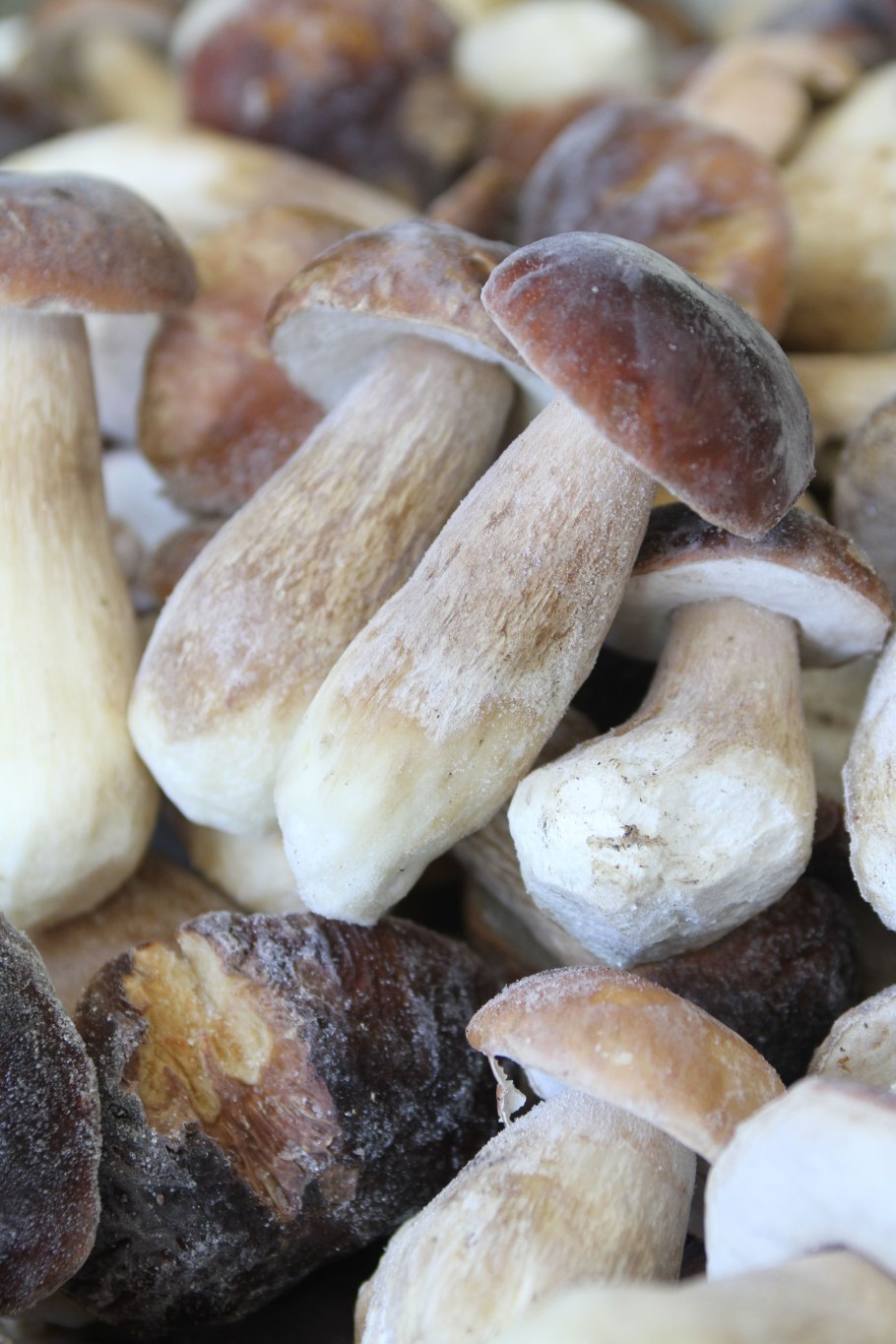 Домашние грибы