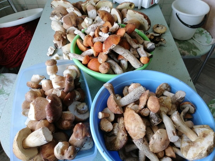 Белые грибы еда